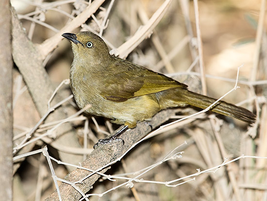 Sombre Greenbul